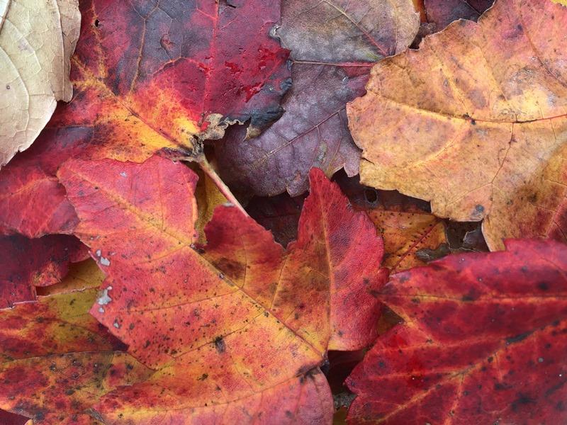 Wow, look at all theses colors, brown, red, deep dark red, a little yellow.