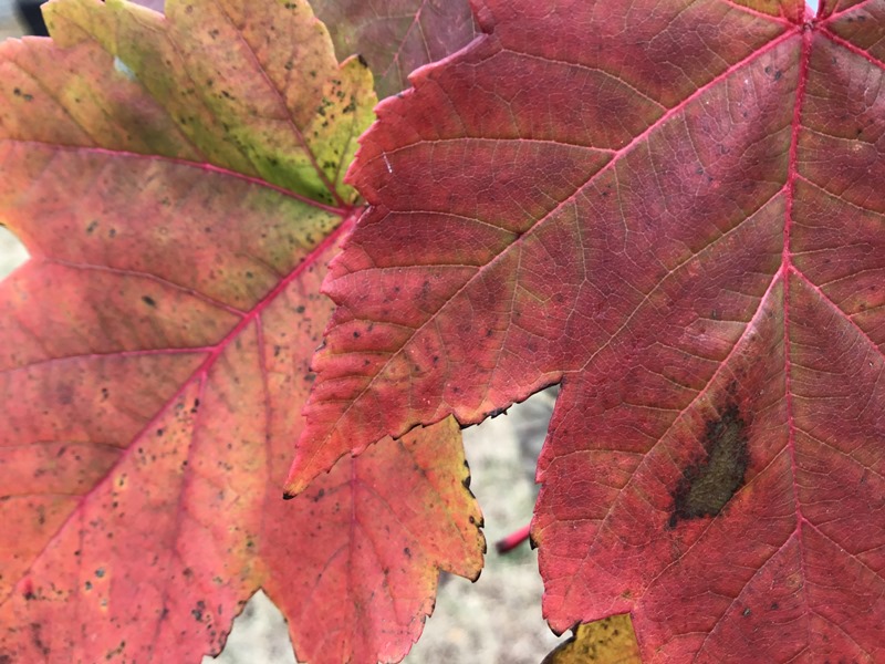 Isn't the red-ish and the deep dark red leave nice?