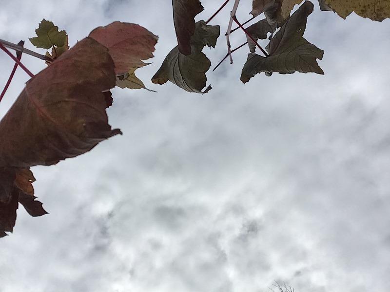 A silhouette of leaves still attached to a tree show mostly cloudy skies. 
